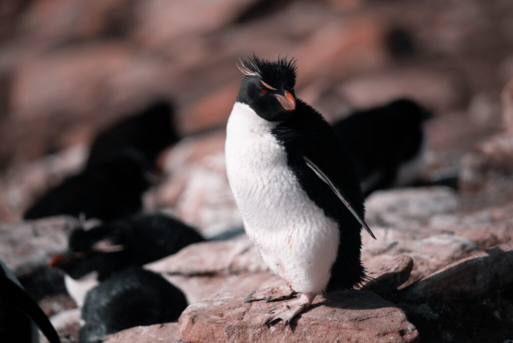 pingvin figur